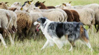 Çoban Köpeği Cinsleri: En Bilindik 10 Çoban Köpeği