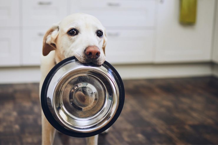 Köpekler Günde Kaç Öğün Yemek Yemeli?