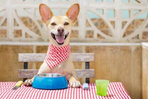 Köpeklerin Yiyebileceği Ev Yemekleri Nelerdir?