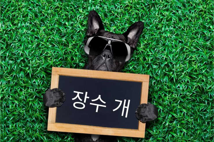 Korece Köpek İsimleri