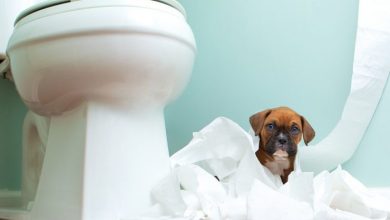 Yavru Köpeklerde Tuvalet Eğitimi Nasıl Olmalı?