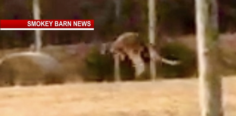 Woman Attacked By Kangaroo Near White House TN