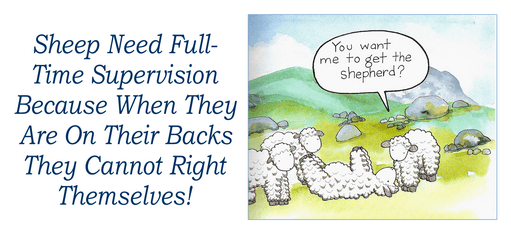 Sheep need the Shepherd 511a