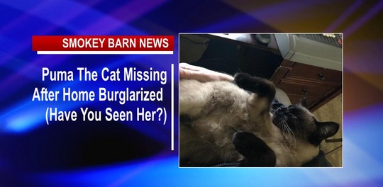 Puma The Cat Missing After Home Burglarized (Have You Seen Her?)