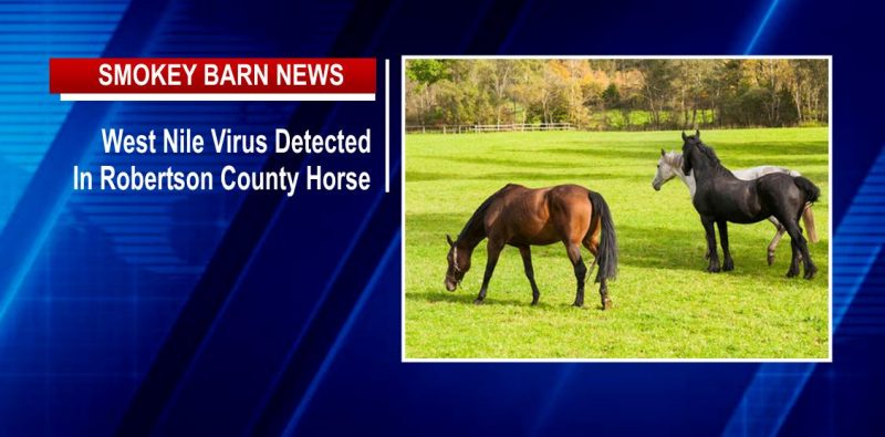 West Nile Virus Found In Robertson County Horse