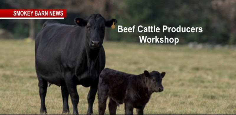 Beef Cattle Producers Workshop & Lunch Set For March 9 (RSVP)