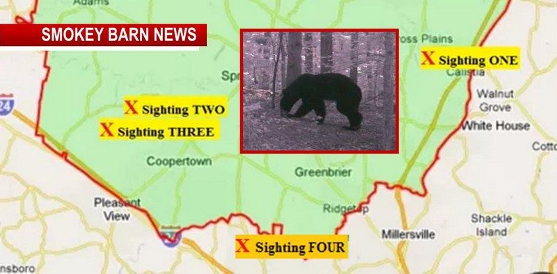 Bear Sighting # 4: Recent Trail Cam Captures Best Image So Far