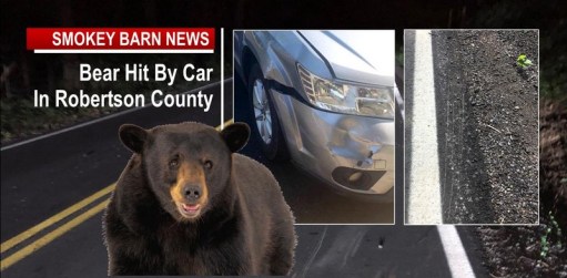 Bear Hit By Car In Robertson County