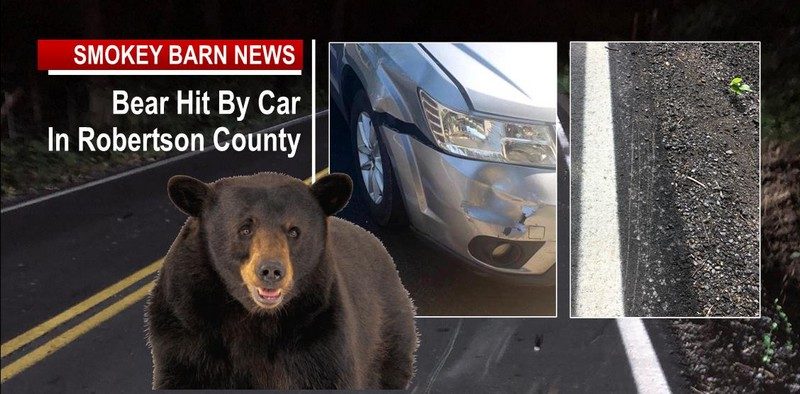 Bear Hit By Car In Robertson County