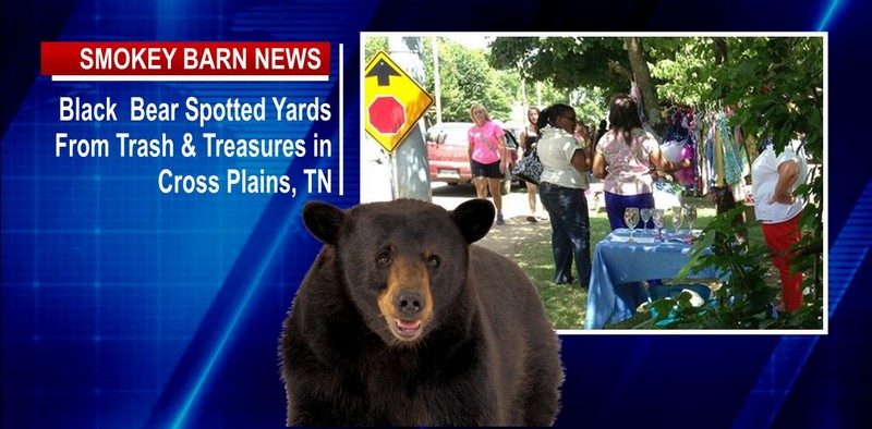 Black Bear Spotted In Cross Plains Yards From Trash & Treasures
