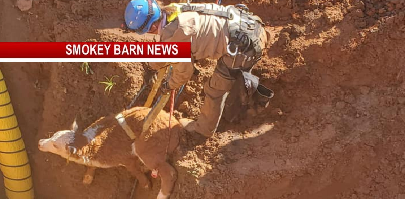 Calves Rescued From Huge Sinkhole Off William Woodard Rd
