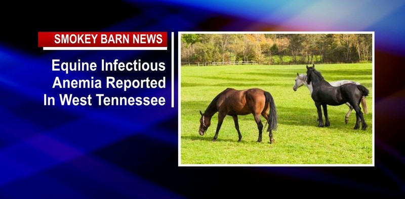 Equine Infectious Anemia Reported In West Tennessee