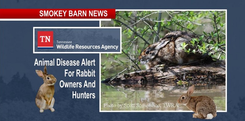 Animal Disease Alert For Rabbit Owners And Hunters